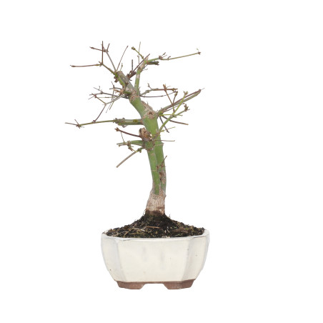 ACER PALMATUM DESHOJO 15724