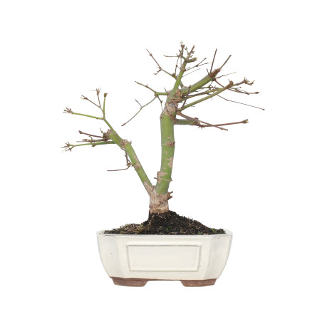 ACER PALMATUM DESHOJO 15724