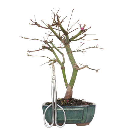 ACER PALMATUM DESHOJO 15721