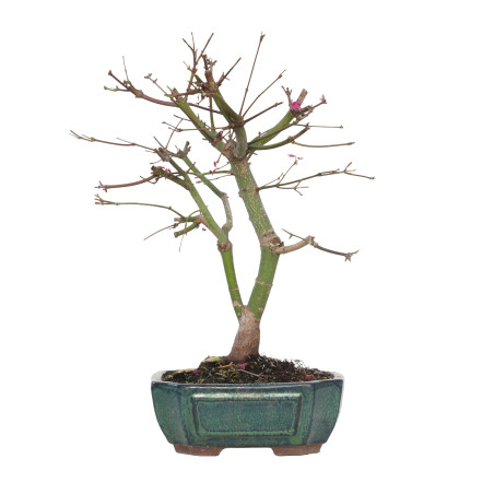 ACER PALMATUM DESHOJO 15721