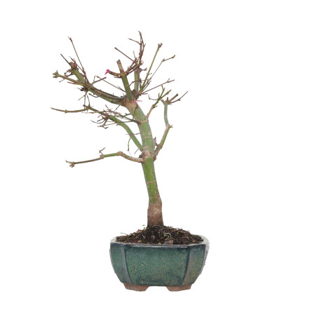 ACER PALMATUM DESHOJO 15721