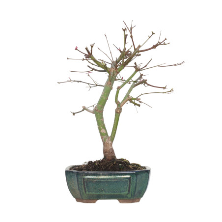 ACER PALMATUM DESHOJO 15721