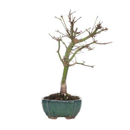 ACER PALMATUM DESHOJO 15721