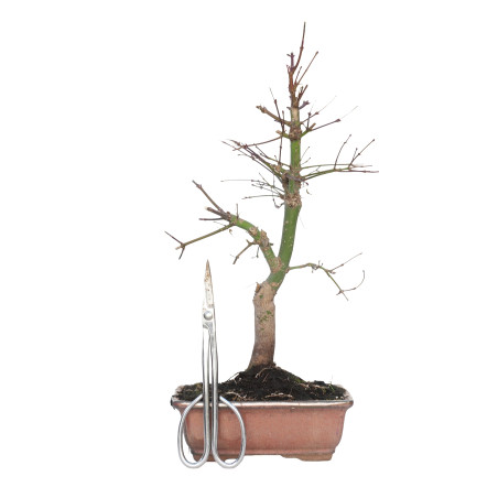 ACER PALMATUM DESHOJO 15715