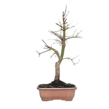 ACER PALMATUM DESHOJO 15715