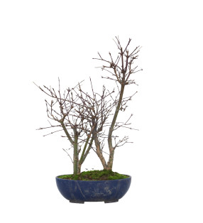 ACER PALMATUM DESHOJO 15728