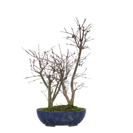 ACER PALMATUM DESHOJO 15728