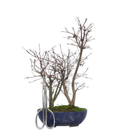 ACER PALMATUM DESHOJO 15728