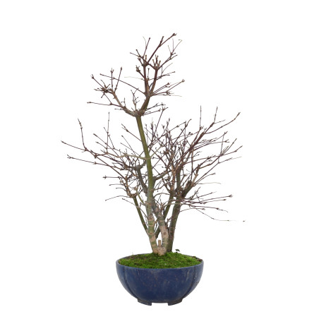 ACER PALMATUM DESHOJO 15728