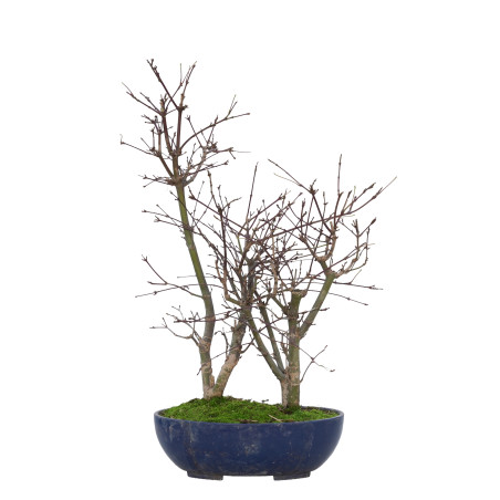 ACER PALMATUM DESHOJO 15728