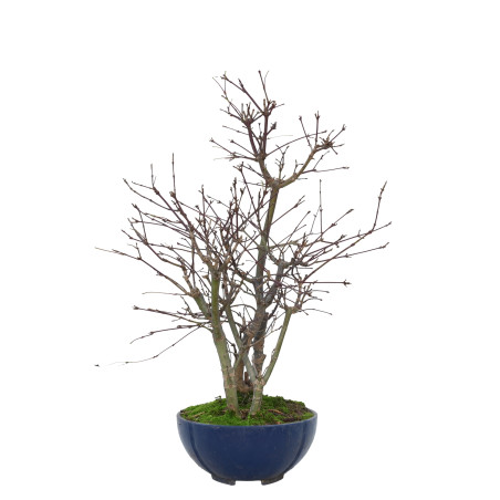 ACER PALMATUM DESHOJO 15728