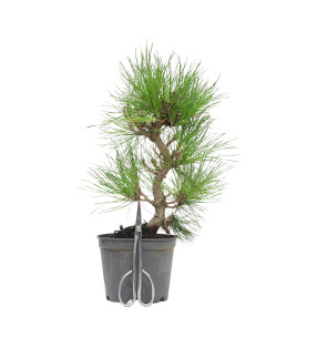 PINUS THUNBERGII 15763