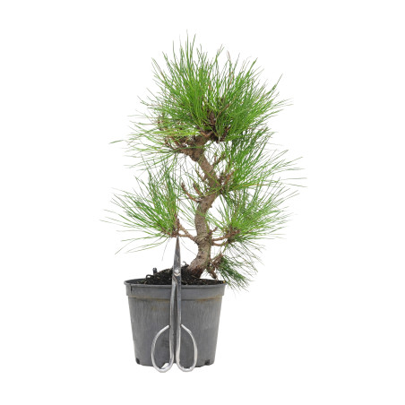 PINUS THUNBERGII 15763
