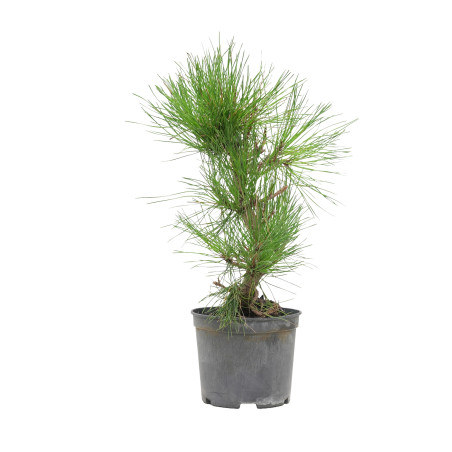 PINUS THUNBERGII 15763