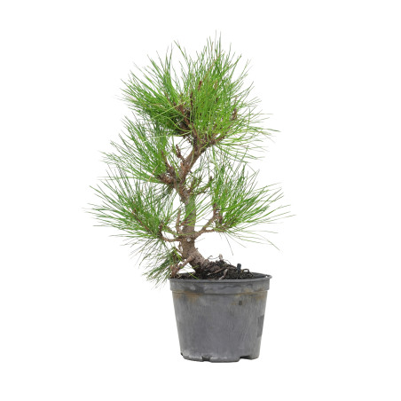 PINUS THUNBERGII 15763