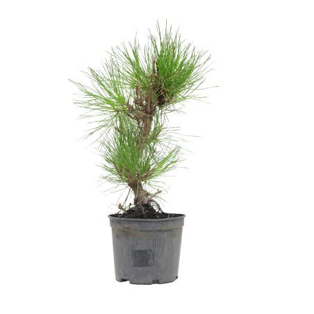 PINUS THUNBERGII 15763