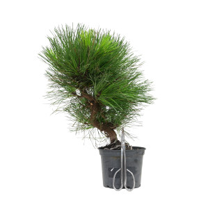 PINUS THUNBERGII 15761
