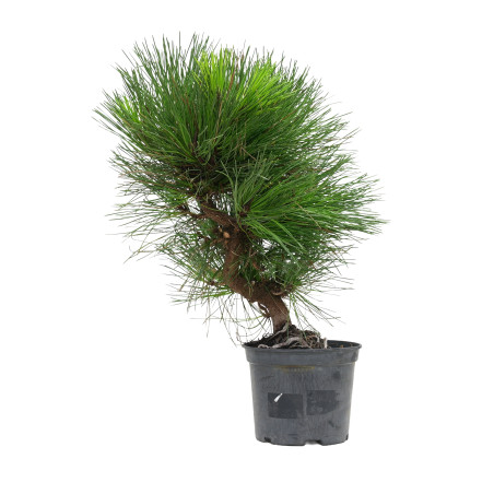 PINUS THUNBERGII 15761