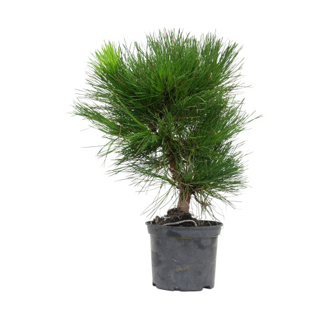 PINUS THUNBERGII 15761