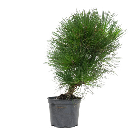 PINUS THUNBERGII 15761