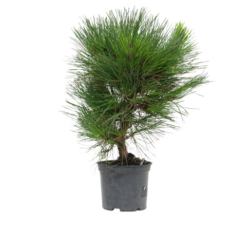 PINUS THUNBERGII 15761