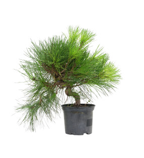 PINUS THUNBERGII 15760