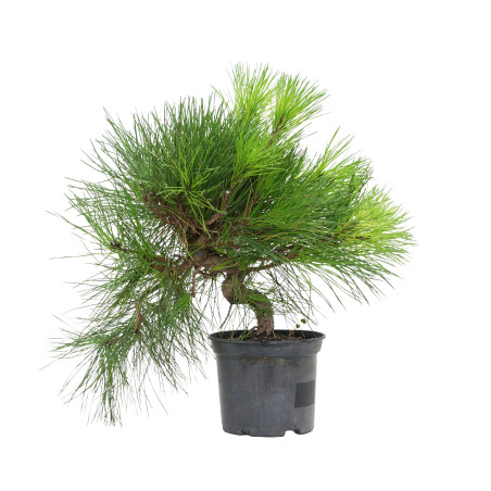 PINUS THUNBERGII 15760