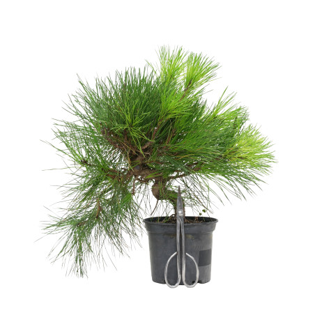 PINUS THUNBERGII 15760