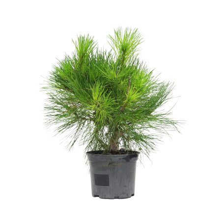 PINUS THUNBERGII 15760