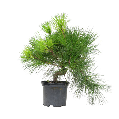 PINUS THUNBERGII 15760
