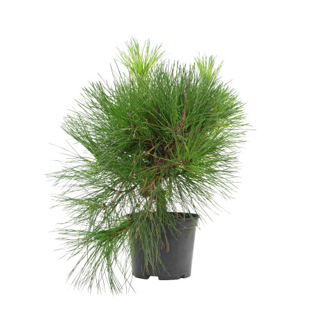 PINUS THUNBERGII 15760
