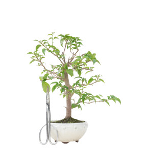 BOUGAINVILLEA GLABRA 15637