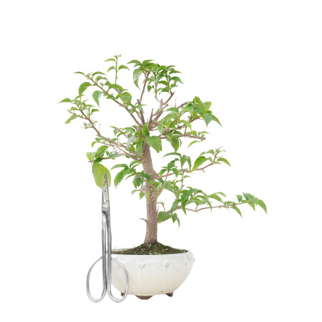 BOUGAINVILLEA GLABRA 15637