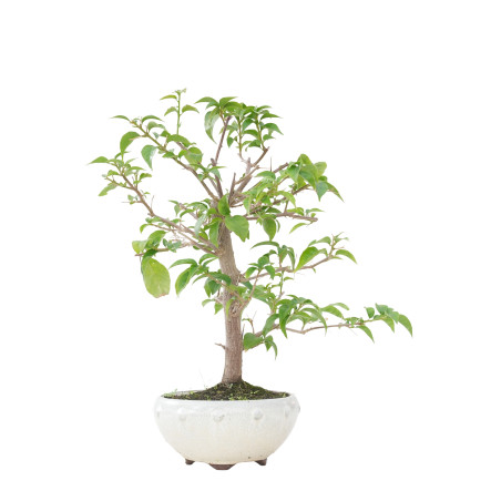 BOUGAINVILLEA GLABRA 15637