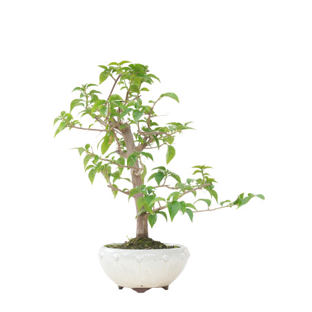 BOUGAINVILLEA GLABRA 15637