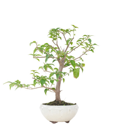 BOUGAINVILLEA GLABRA 15637