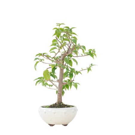 BOUGAINVILLEA GLABRA 15637