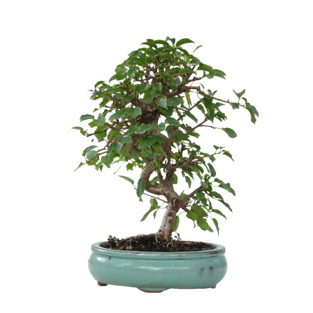 PRUNUS MAHALEB 15614