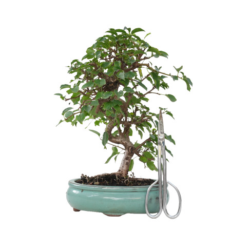 PRUNUS MAHALEB 15614