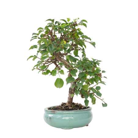 PRUNUS MAHALEB 15614