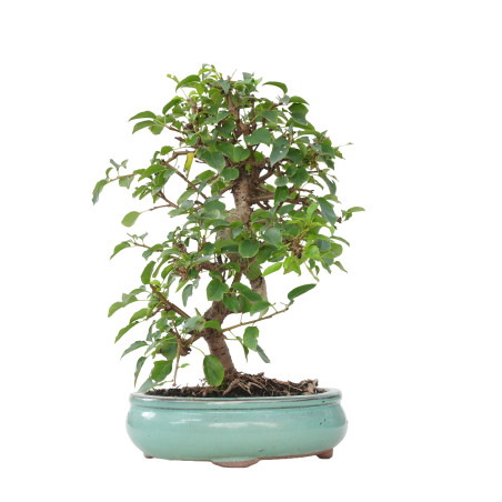 PRUNUS MAHALEB 15614
