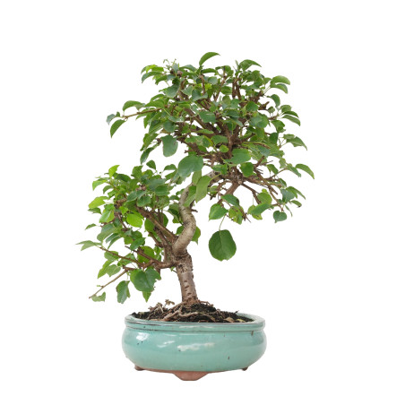 PRUNUS MAHALEB 15614
