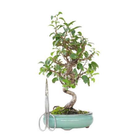 PRUNUS MAHALEB 15800