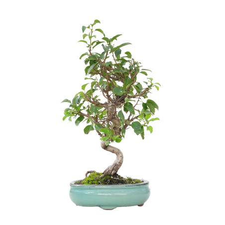 PRUNUS MAHALEB 15800