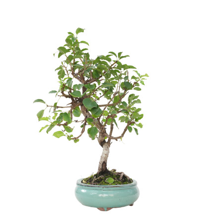 PRUNUS MAHALEB 15800