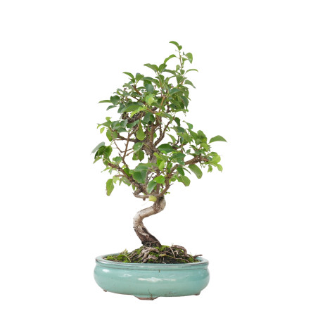PRUNUS MAHALEB 15800