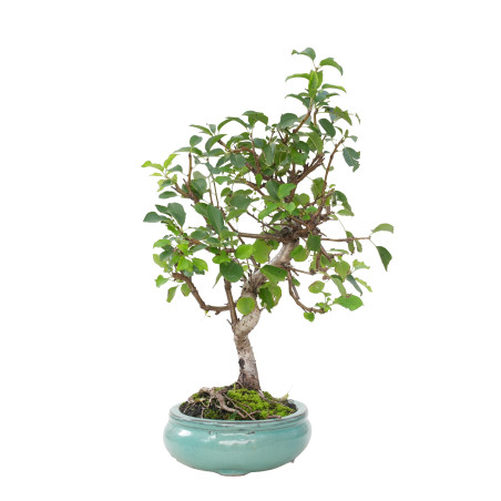 PRUNUS MAHALEB 15800