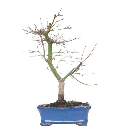 ACER PALMATUM DESHOJO 15679