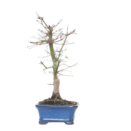 ACER PALMATUM DESHOJO 15679