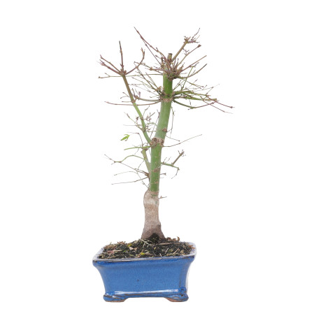 ACER PALMATUM DESHOJO 15679